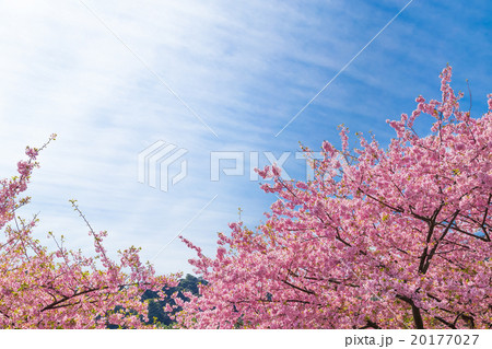 河津桜　桜　早咲きの桜　伊豆　静岡　さくら　サクラ　画像素材　コピースペース　背景素材　文字入れ 20177027