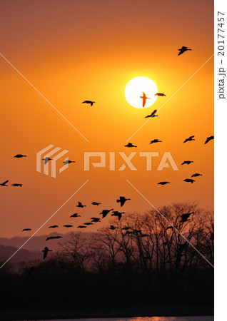 夕日とねぐらに入るマガン 20177457