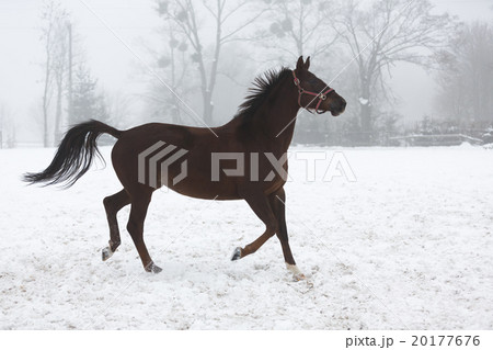 Horse running in winter 20177676