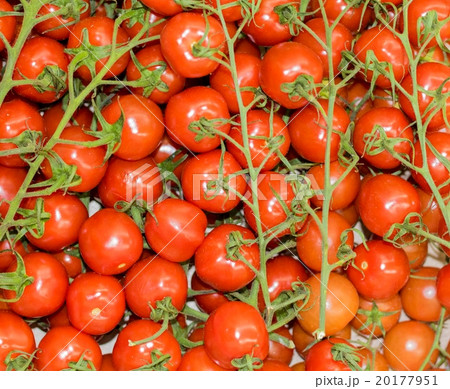 Tomatoes Tomatoes 20177951