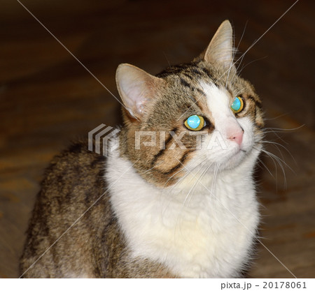 Tricolor striped cat looks expressive look 20178061