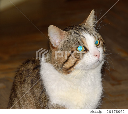 Tricolor striped cat looks expressive look 20178062