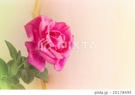 Blank diary note with pink rose Blank diary note with pink rose 20178495