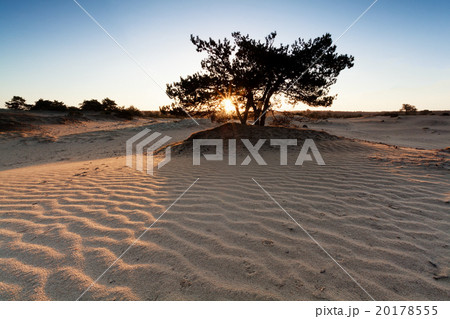sunrise over sand dunes with wave texture 20178555