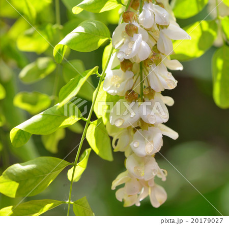 honey drops  with acacia blossoms 20179027