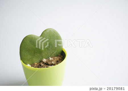 鉢に挿したホヤ・カーリーの葉 鉢に挿したホヤ・カーリーの葉 20179081