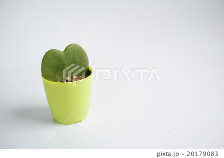 鉢に挿したホヤ・カーリーの葉 鉢に挿したホヤ・カーリーの葉 20179083