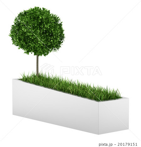 tree and grass in concrete planter isolated 20179151