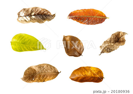collection of dry leaves 20180936
