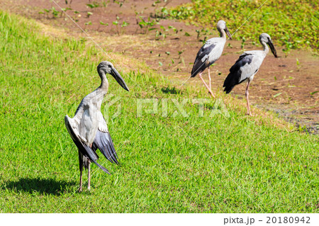 Open-billed stork 20180942