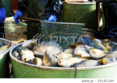 harvesting pond harvesting pond 20181164