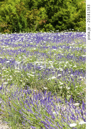 lavender field with daisies near Tavard, France 20181383