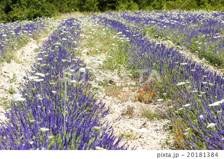 lavender field with daisies near Tavard, France 20181384