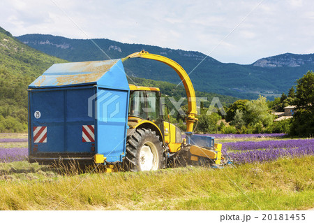 lavender harvest, Rhone-Alpes, France 20181455
