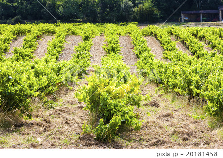 vineyard near Roche-Saint-Secret, France vineyard near Roche-Saint-Secret, France 20181458