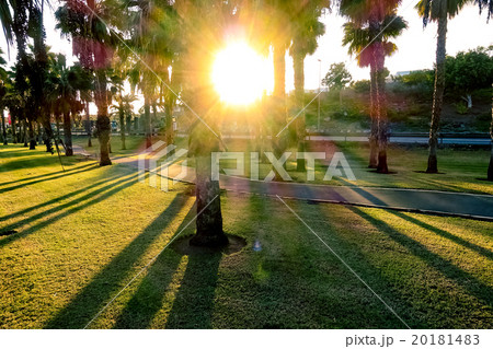 sunny summer park with palm trees and green grass 20181483