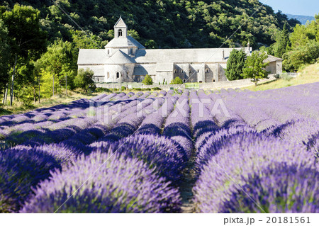 Senanque abbey with lavender field, Provence Senanque abbey with lavender field, Provence 20181561