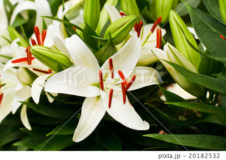 Beautiful white lily flowers 20182532