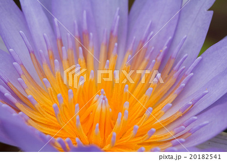 Purple lotus. 20182541