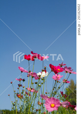 cosmos flower in garden 20182602