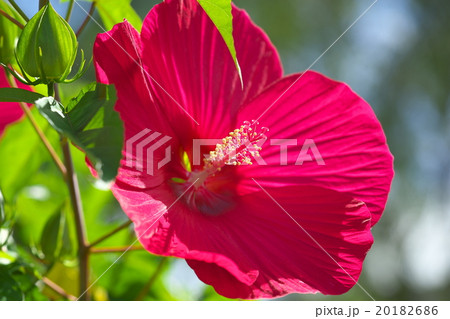 京都のアメリカフヨウ 20182686