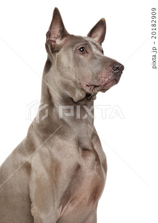 Thai Ridgeback Dog 20182909