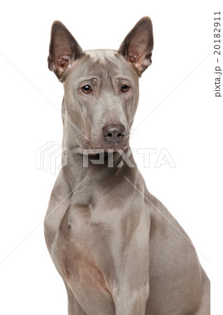 Thai Ridgeback Dog 20182911