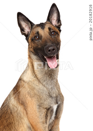 Belgian shepherd dog Malinois Belgian shepherd dog Malinois 20182916