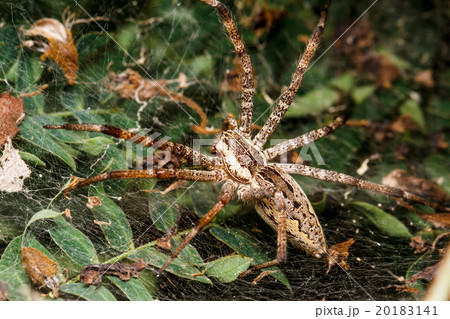 Wolf spider is resting on the net 20183141