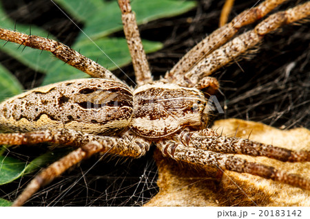 Wolf spider is resting on the net 20183142
