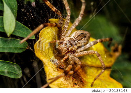 Wolf spider is resting on the net 20183143
