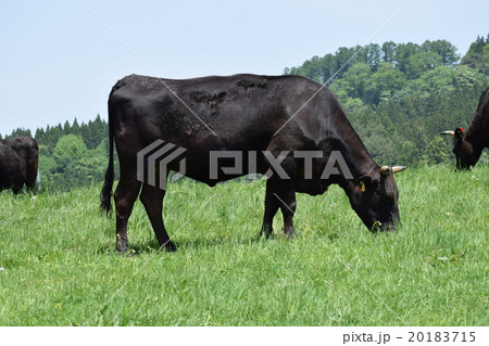 牛の放牧 月山高原牧場 20183715