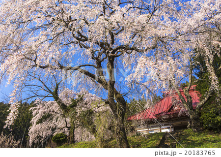安養寺のしだれ桜 20183765