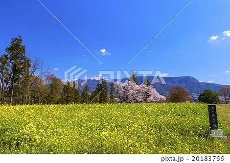 春の名胡桃城趾 20183766