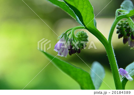 ヒレハリソウ ヒレハリソウ 20184389