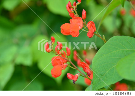 花豆の赤い花 花豆の赤い花 20184393