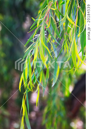 Closeup of jarrah plant 20184539