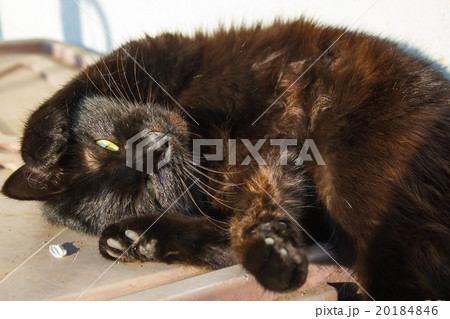 lazy black cat 20184846