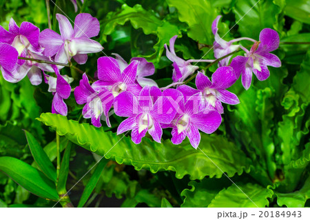 Beautiful Violet Orchid Flowers in the garden 20184943