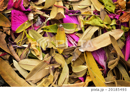 autumn season orange leafs 20185493