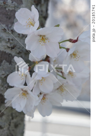 桜 桜 20185741