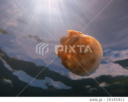 ジェリーフィッシュ（ジェリーフィッシュレイク） 20185811