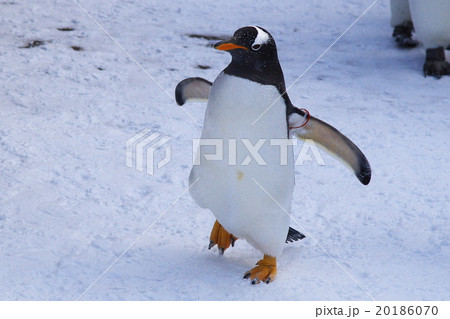 水族館の人気者 水族館の人気者 20186070