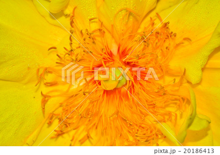 Yellow Cotton 20186413