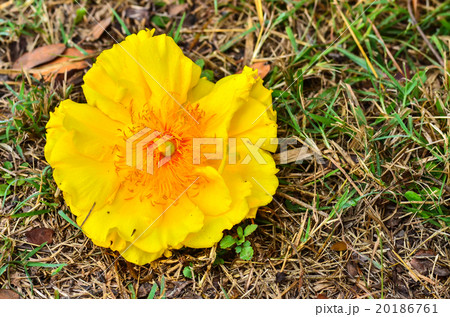 Yellow Cotton Tree Yellow Cotton Tree 20186761