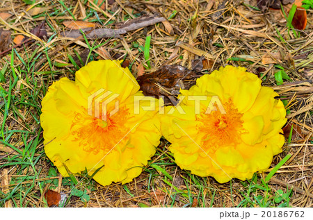 Yellow Nika flower Yellow Nika flower 20186762