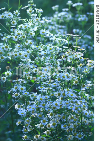 白いキクの花 20189698