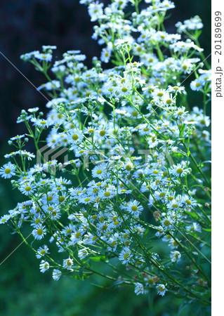 白いキクの花 20189699