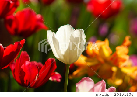 Tulips are blooming in the garden. 20191106