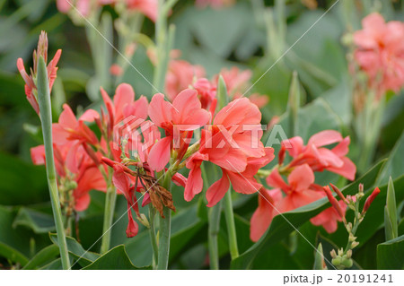 Canna Flower 20191241